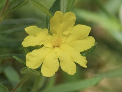 Hibbertia furfuracea