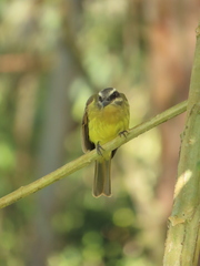Myiodynastes hemichrysus