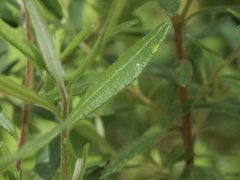 Hibbertia furfuracea