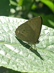 Simiskina pharyge