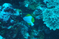 Hemitaurichthys polylepis