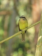 Myiodynastes hemichrysus