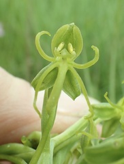 Habenaria lithophila