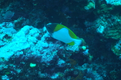 Hemitaurichthys polylepis