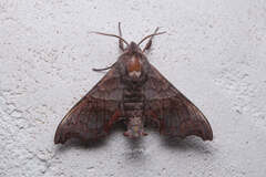 Cypoides chinensis