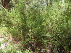 Hibbertia furfuracea