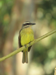 Myiodynastes hemichrysus