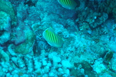 Chaetodon pelewensis