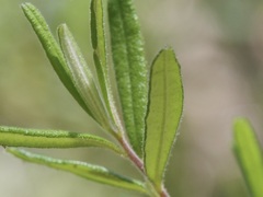 Hibbertia furfuracea