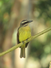 Myiodynastes hemichrysus