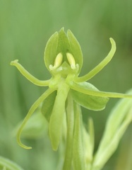Habenaria lithophila