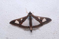 Glyphodes bivitralis