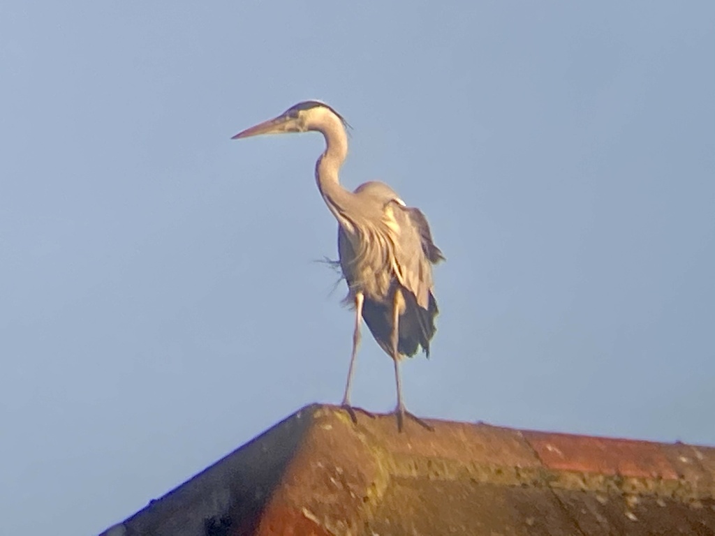 Grey Heron from Eglingham Way, Morpeth, England, GB on December 20