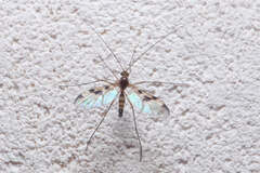 Macrocera