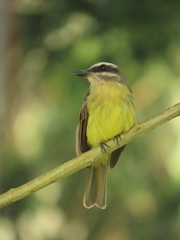 Myiodynastes hemichrysus