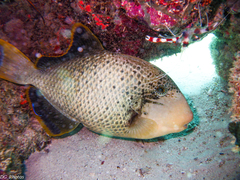 Pseudobalistes flavimarginatus