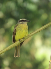 Myiodynastes hemichrysus