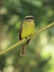 Myiodynastes hemichrysus