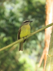Myiodynastes hemichrysus