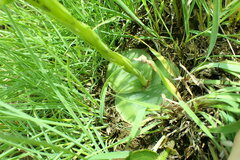 Habenaria lithophila