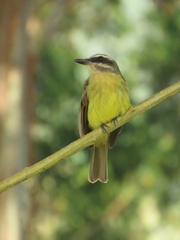 Myiodynastes hemichrysus