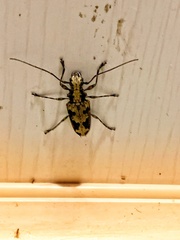 Steirastoma albiceps image