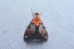 Agrotera basinotata