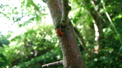 Apoderus coryli
