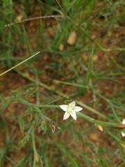 Oxygonum dregeanum