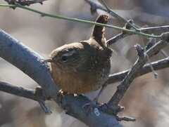 Troglodytes pacificus