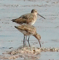 Limnodromus semipalmatus