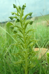 Habenaria lithophila
