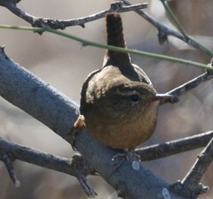 Troglodytes pacificus
