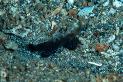 Cryptocentrus fasciatus