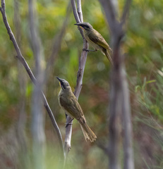Lichenostomus cratitius