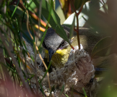 Lichenostomus cratitius