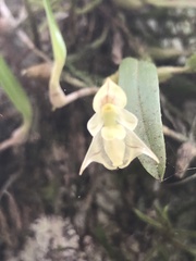 Bulbophyllum napellii