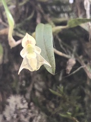 Bulbophyllum napellii