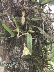 Bulbophyllum napellii