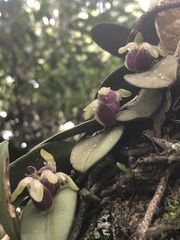 Acianthera recurva