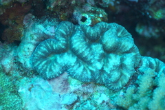 Acanthastrea pachysepta