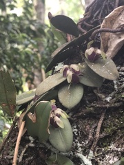 Acianthera recurva