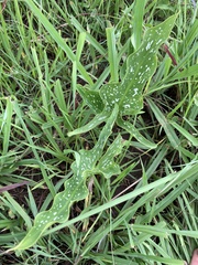 Zantedeschia albomaculata