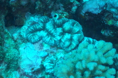 Acanthastrea pachysepta