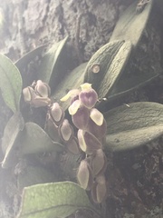 Acianthera recurva