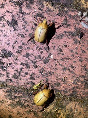 Anoplognathus montanus