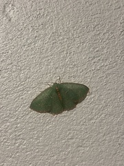 Eucyclodes metaspila