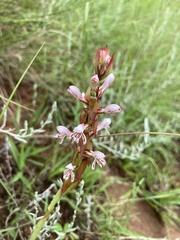 Satyrium cristatum