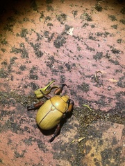 Anoplognathus montanus