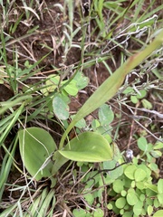 Satyrium cristatum